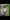 Thumbnail von Dane2010